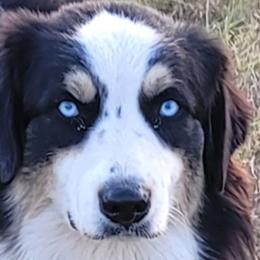Buck  - Australian Shepherd