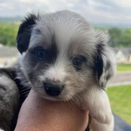 Miniature Australian Shepherds from Whiskey Land Aussie's