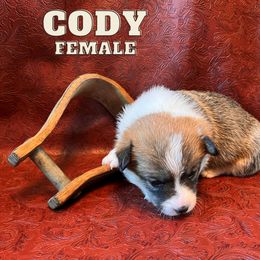 Pembroke Welsh Corgi Puppies from Rocking Ridge Ranch
