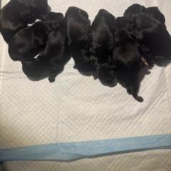 Girl 2 - Black and silver female Miniature Schnauzer puppy in Miami, Florida from AKC Puppies 2 Love