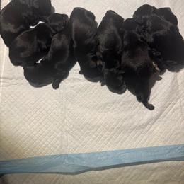 Girl 2 - Black and silver female Miniature Schnauzer puppy in Miami, Florida from AKC Puppies 2 Love