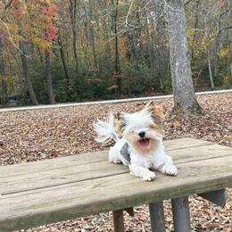 Biewer Terrier puppies from Petit Bijou