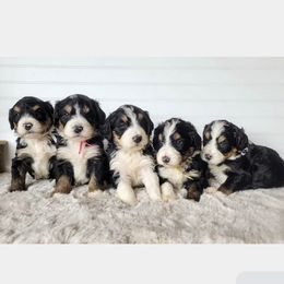 Bernedoodle, Goldendoodle, Poodle, and Sheepadoodle Puppies from Kerr Kanine Ranch