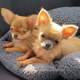 Chihuahua Puppies from Bono's  Chihuahuas LLC