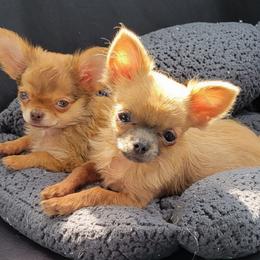 Chihuahua Puppies from Bono's  Chihuahuas LLC