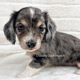 Dachshund Puppies from Chilidog Dachshunds