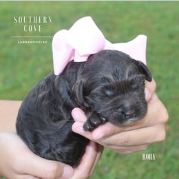 Rory - Chocolate female Australian Labradoodle puppy in Winter Haven, Florida from Southern Cove Labradoodles