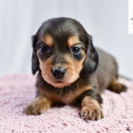 Dapple girl - Dapple female Dachshund puppy in Empire, Alabama from Heart of Dixie Kennel
