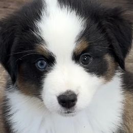 Girl 2 - Black & white Miniature American Shepherd puppy in Easley, South Carolina from Tanya Strickland