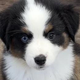 Girl 2 - Black & white Miniature American Shepherd puppy in Easley, South Carolina from Tanya Strickland