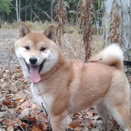 Annie - Shiba Inu