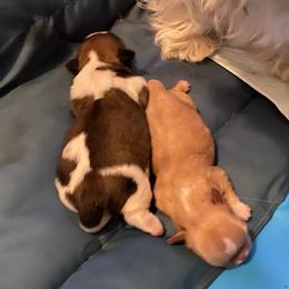 Shih Tzus from Glory’s sweet pups