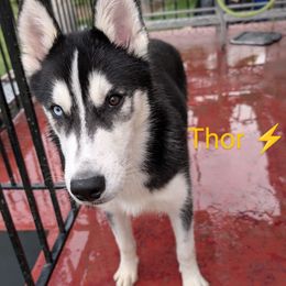 Thor - Black and white male Siberian Husky puppy in Hyattsville, Maryland from Delawn Vernon