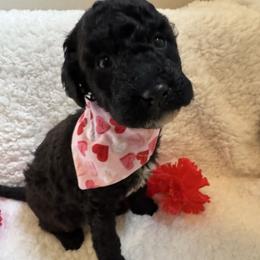 Linus - All black with White chest - Parti male Poodle puppy in Canfield, Ohio from Poo's Doo's & Inu's