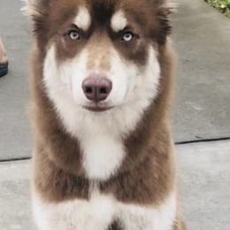 Siberian Huskies from Blessed Huskies of Florida