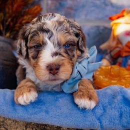 Heath - Chocolate merle male Bernedoodle puppy in Richmond, Texas from Harper’s Heartbeats