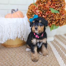 Scarlett - Phantom female Bernedoodle puppy in Russell Springs, Kentucky from 270 Doodles