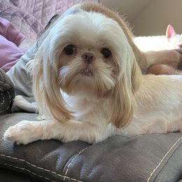 Frankie - Shih Tzu