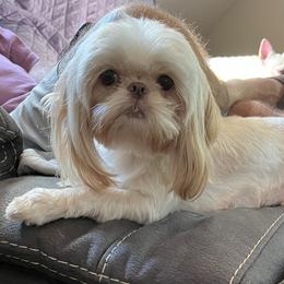Frankie - Shih Tzu