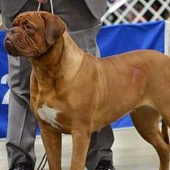 Dogue de Bordeaux All Grown Up from Theresea Martin