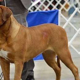 Dogue de Bordeaux All Grown Up from Theresea Martin