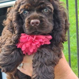 Cocker Spaniel Puppies from Cockers of Country Lane