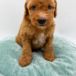 Rain - Apricot female Goldendoodle puppy in Sunman, Indiana from Brunsman Country Doodles LLC