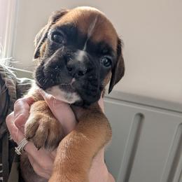Archie - Fawn male Boxer puppy in Wellington, Ohio from Brinkhaven Boxers