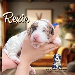Rexie - Brown male Whoodle puppy in Knoxville, Tennessee from Fleury Farm Doodles TN