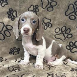 Isabella Piebald (Patches) - Piebald male Dachshund puppy in George West, Texas from Rockin M Kennel