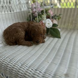 Cherish - Red  female Poodle puppy in Dayton, Texas from Wolfe Island Poodles