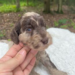 Rose - Merle female Goldendoodle puppy in New Ringgold, Pennsylvania from Hawk Mountain Doodles