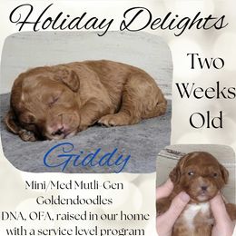 Giddy - Red  male Goldendoodle puppy in Scurry, Texas from 07 Seven Oaks Goldens and Doodles