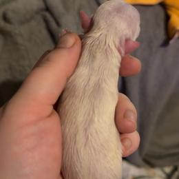 Cupid - Cream male Chihuahua puppy in Austin, Indiana from Dog Bones N Harmony