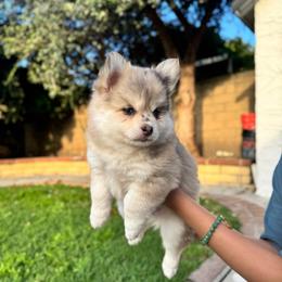 Panko - Merle male Pomsky puppy in Orange County, California from Pomsky Playpen