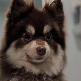 Pomskies and Siberian Huskies from L.A Pomskys