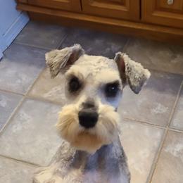 Miniature Schnauzer puppies from Kristy's French Bulldogs & Mini Schnauzers