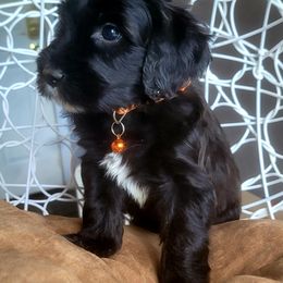 Goldendoodle Puppies from Magical Goldendoodles of Pioneer Valley, MA