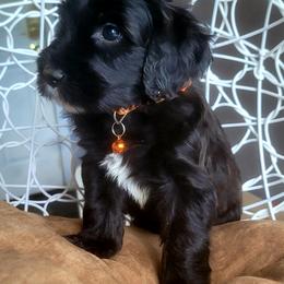 Goldendoodle Puppies from Magical Goldendoodles of Pioneer Valley, MA