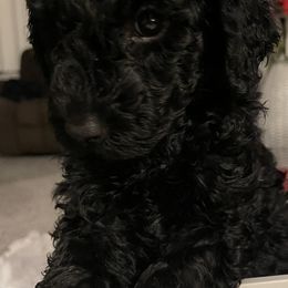 Sheepadoodle Puppies from Oodles of Doodles