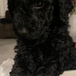 Sheepadoodle Puppies from Oodles of Doodles