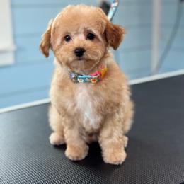 Kai - Red  male Poodle puppy in Wharton, Texas from In the Red Poodles