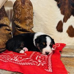 'Cass' - Black tri-color female Australian Shepherd puppy in Durand, Wisconsin from Larson’s Legacy Aussome Aussie Kennels