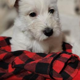 Scottish Terrier Puppies from Duran's Scotties
