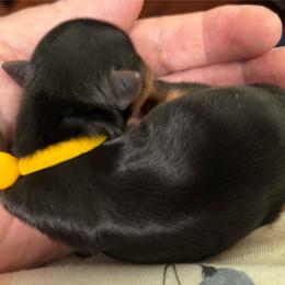 Yellow Collar - Black and tan female Yorkshire Terrier puppy in Belfair, Washington from Devoted Doxies, Lorraine’s Yorkies