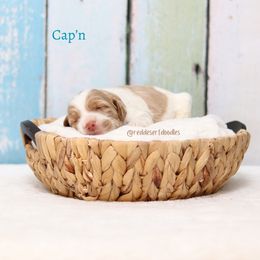 Cap'n - Caramel male Australian Labradoodle puppy in Hurricane, Utah from Red Desert Doodles