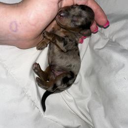 Finn - Dapple male Dachshund puppy in Westport, Kentucky from Lonestar Creek Farm