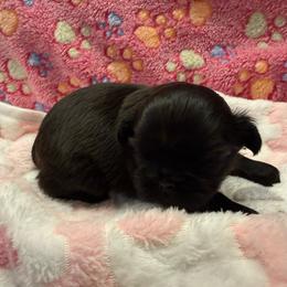 Desiree - Black female Shih Tzu puppy in Brevard, North Carolina from House of Little Lions
