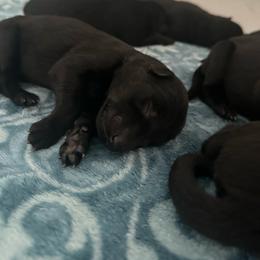 Orange - Black male German Shepherd puppy in Winters, California from Vom Haefner German Shepherds