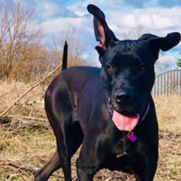 Diamond - Great Dane